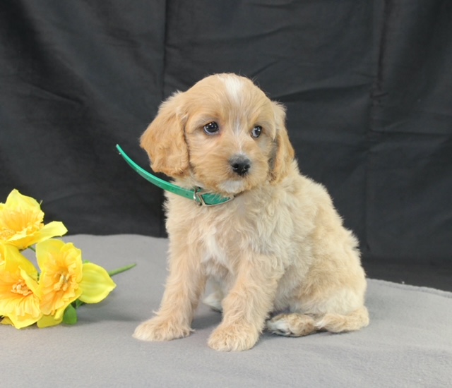 puppy, for, sale, Mini Goldencavadoodles, Ivan J. Stoltzfus, dog, breeder, Dornsife, PA, dog-breeder, puppy-for-sale, forsale, nearby, find, puppyfind, locator, puppylocator, aca